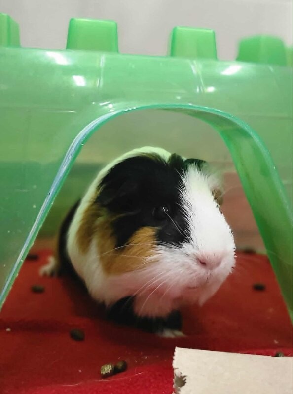Picture of the Animal Listed